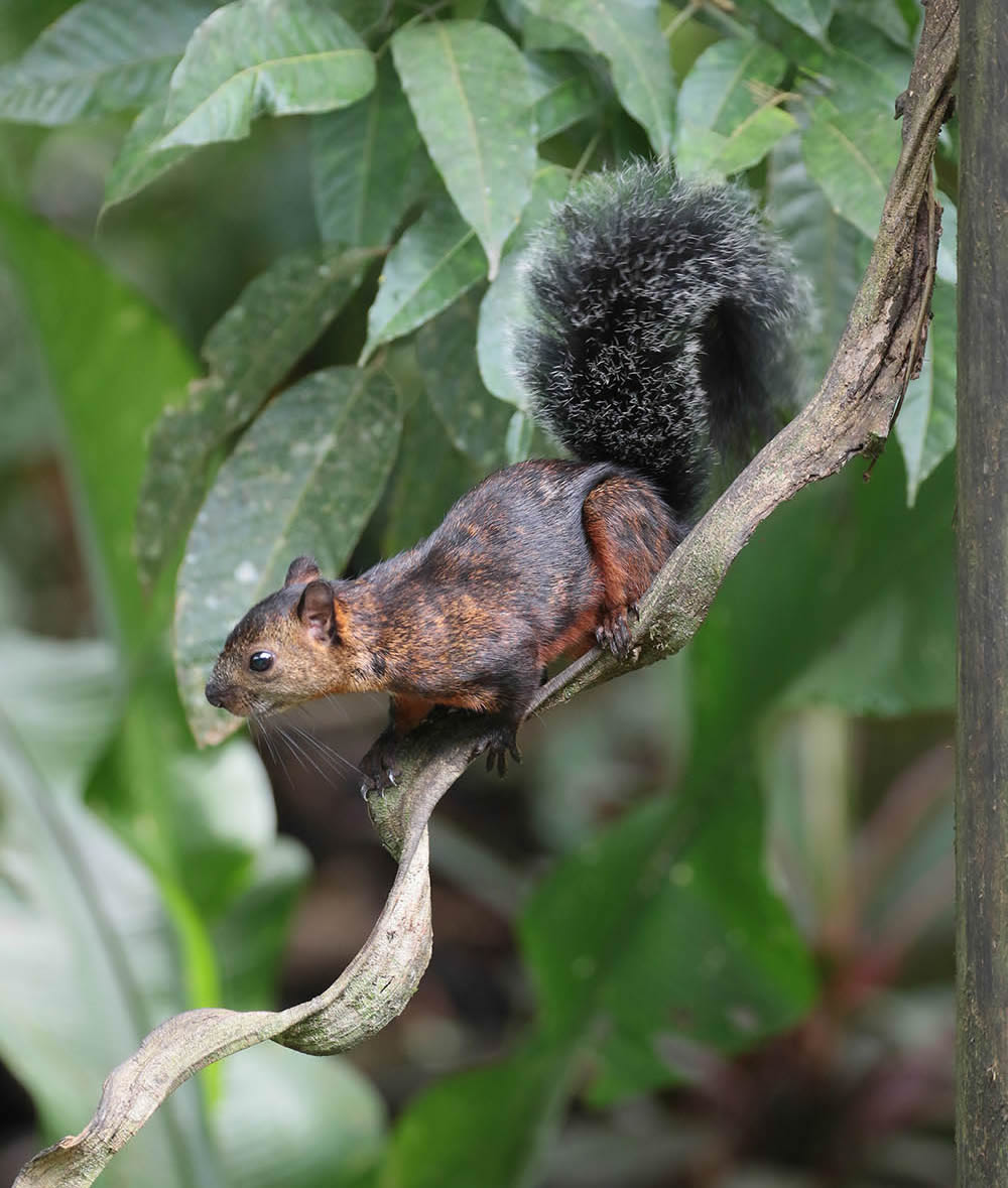 Variegated Squirrel